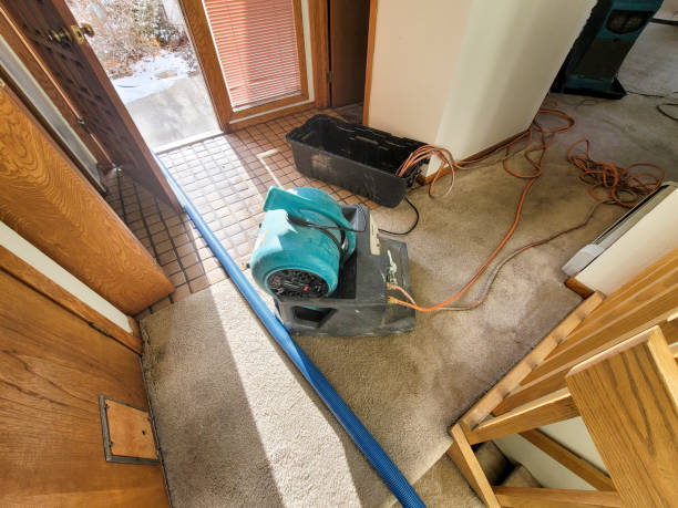Best Mold removal after water damage  in Hilbert, WI