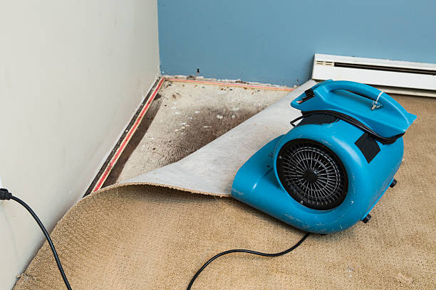Best Sewage cleanup and water damage restoration  in Hilbert, WI